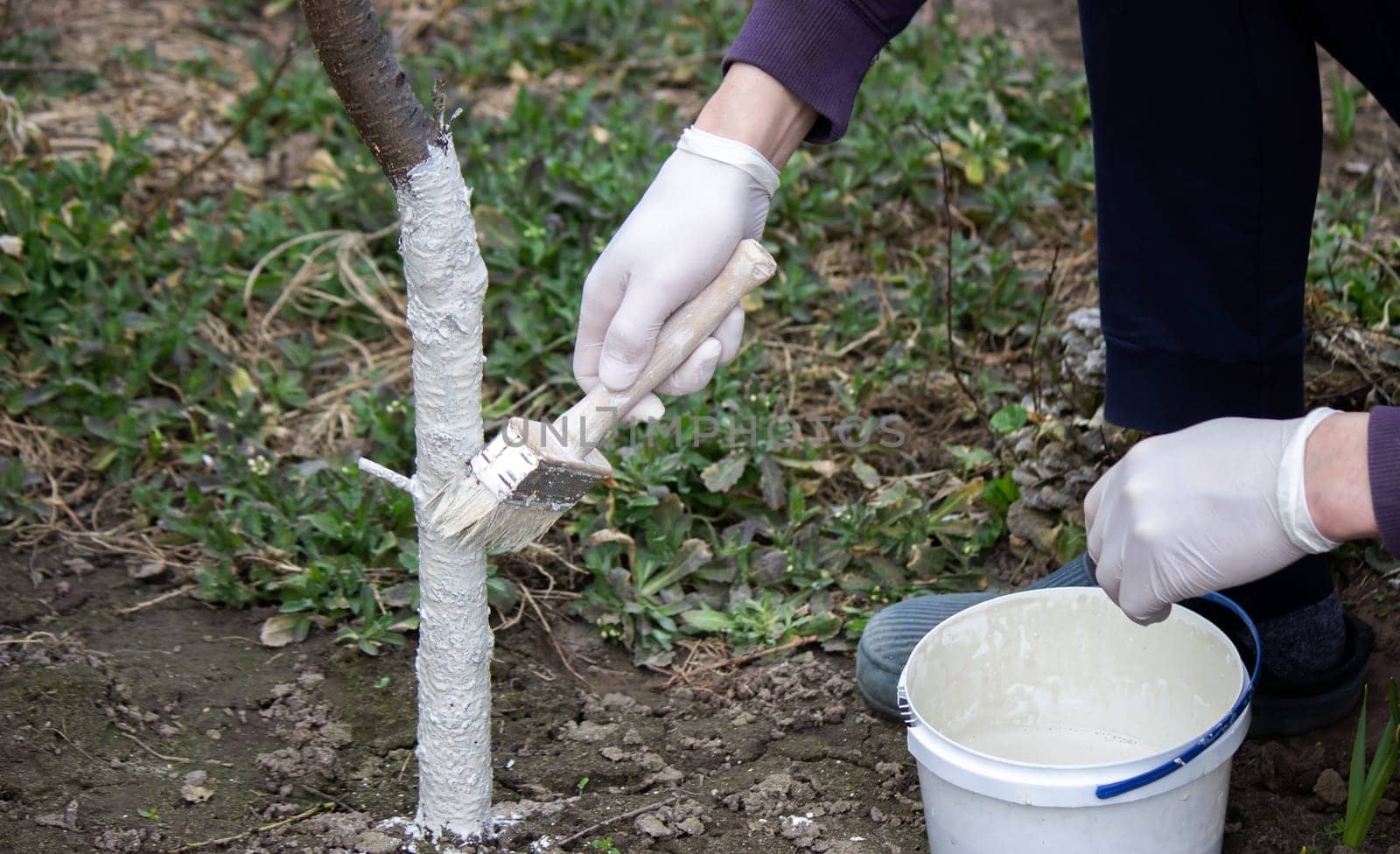 a male farmer covers a tree trunk with protective white paint against pests. Selective focus