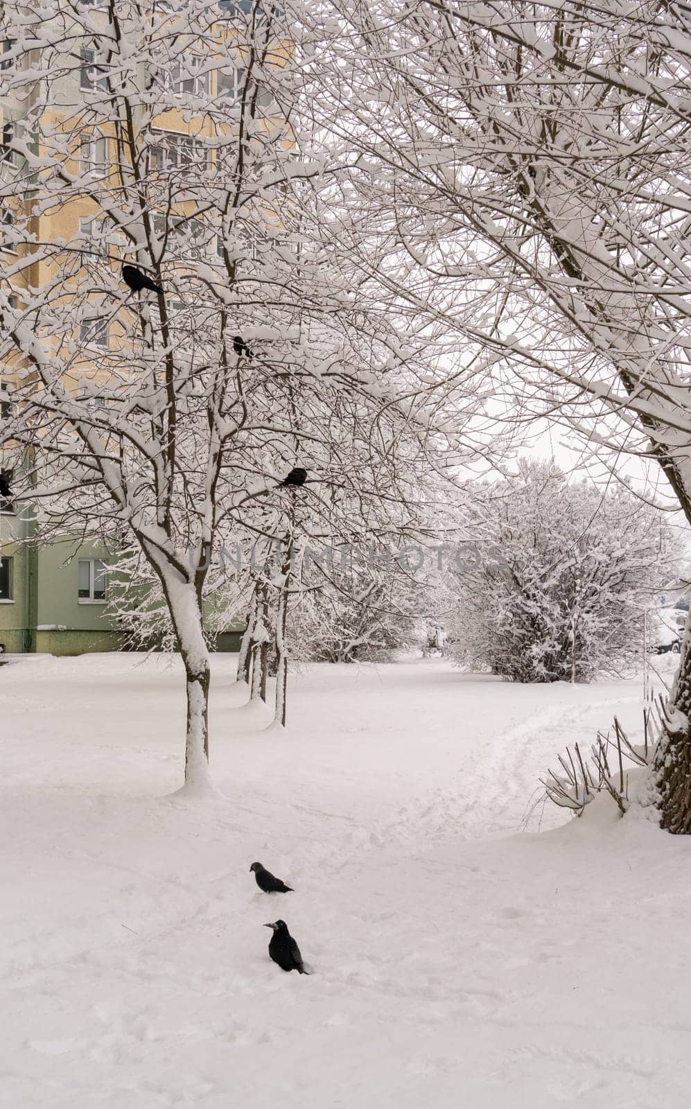 Crows in the city on snow-covered tree branches.