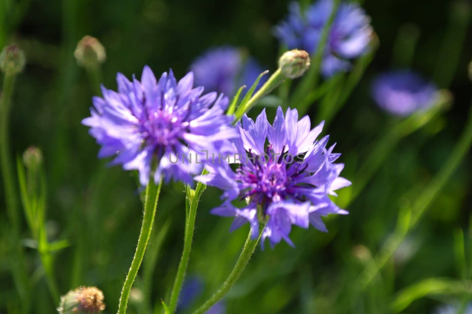 macro closeup of a beautiful bright blue purple flower