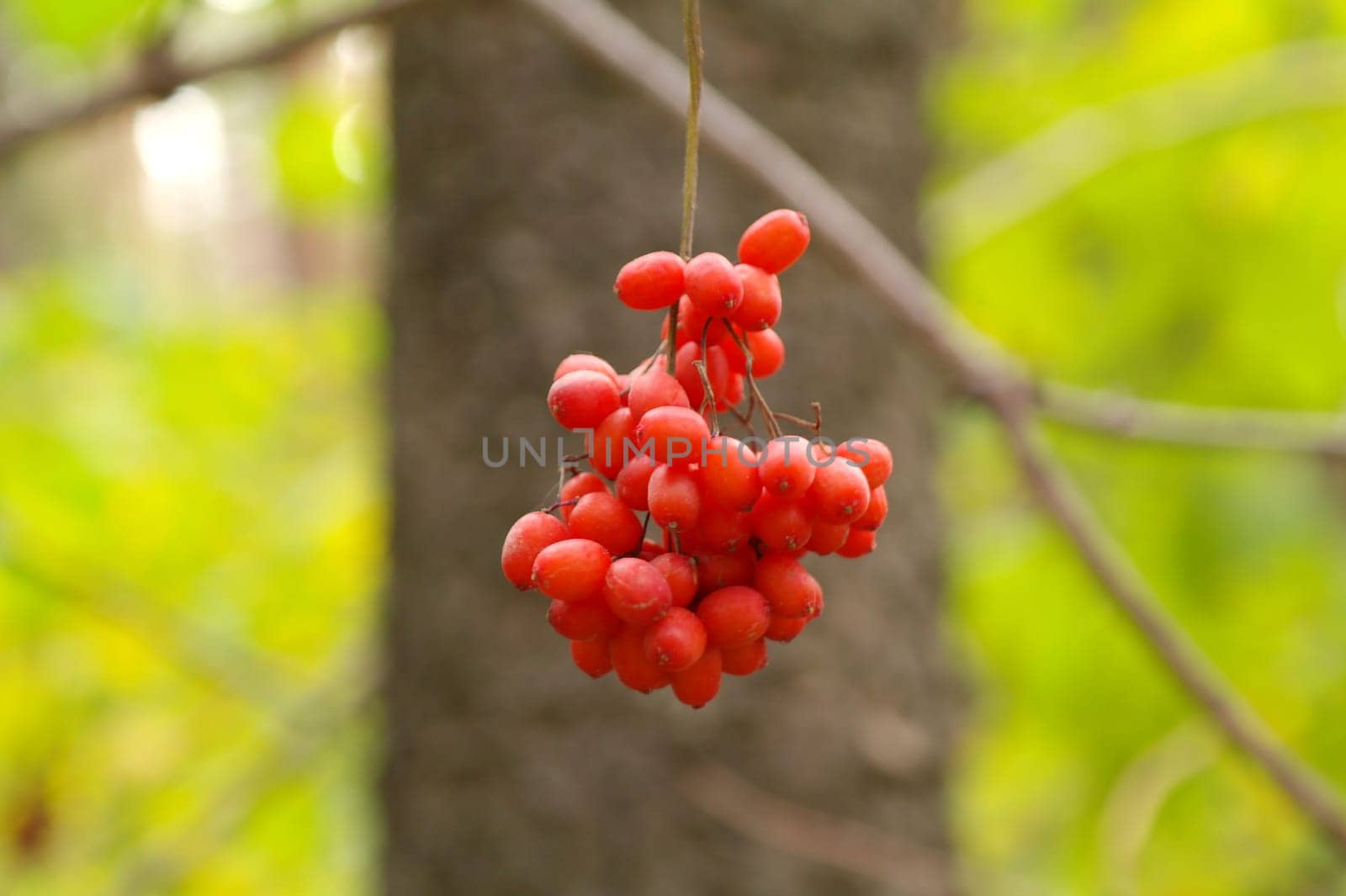 Bunch of red rowan berries isolated on white