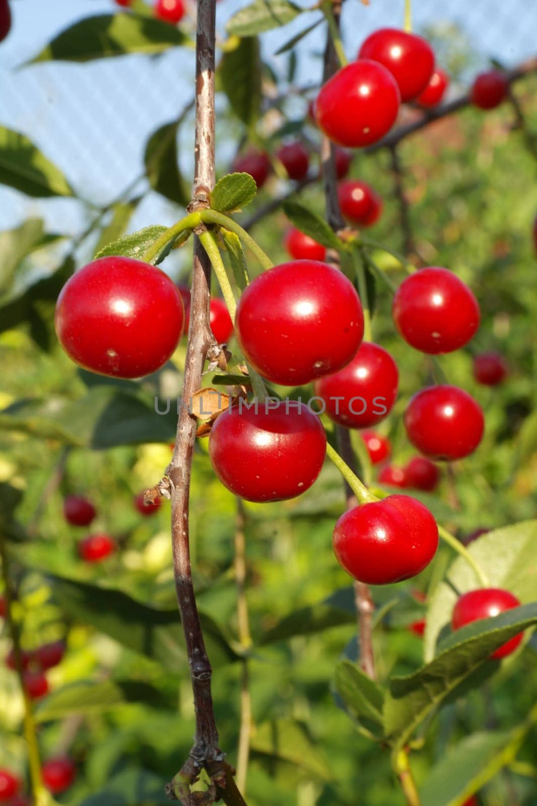 Ripe cherries hanging from a cherry tree branch. by fireFLYart