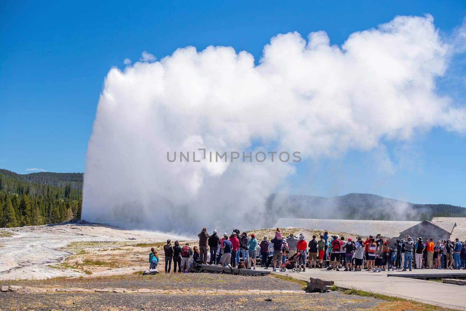 Famous Old Faithful Geyser in Yellowstone National Park in USA 