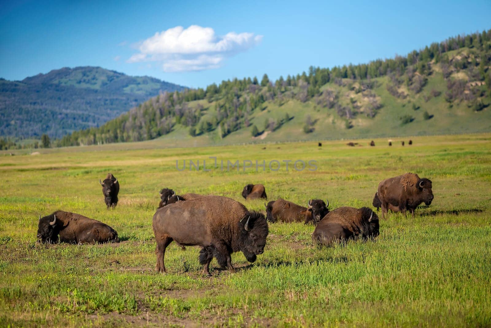 Bisons with landscape of  Yellow Stone National Park by f11photo