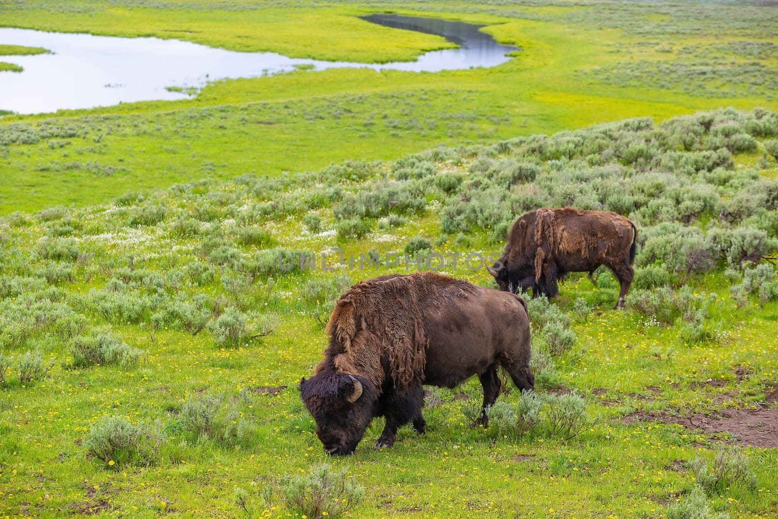 Bisons with landscape of  Yellow Stone National Park in Wyoming USA