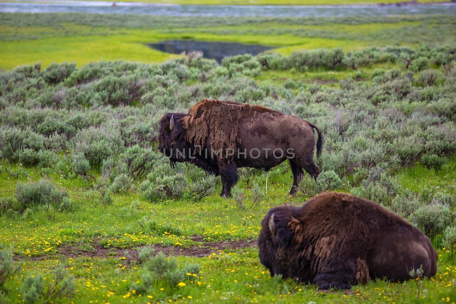 Bisons with landscape of  Yellow Stone National Park in Wyoming USA