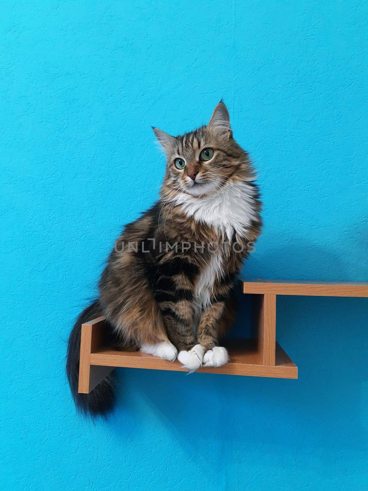 A beautiful cat with green eyes sits on a bookshelf and looks ahead on a turquoise background.