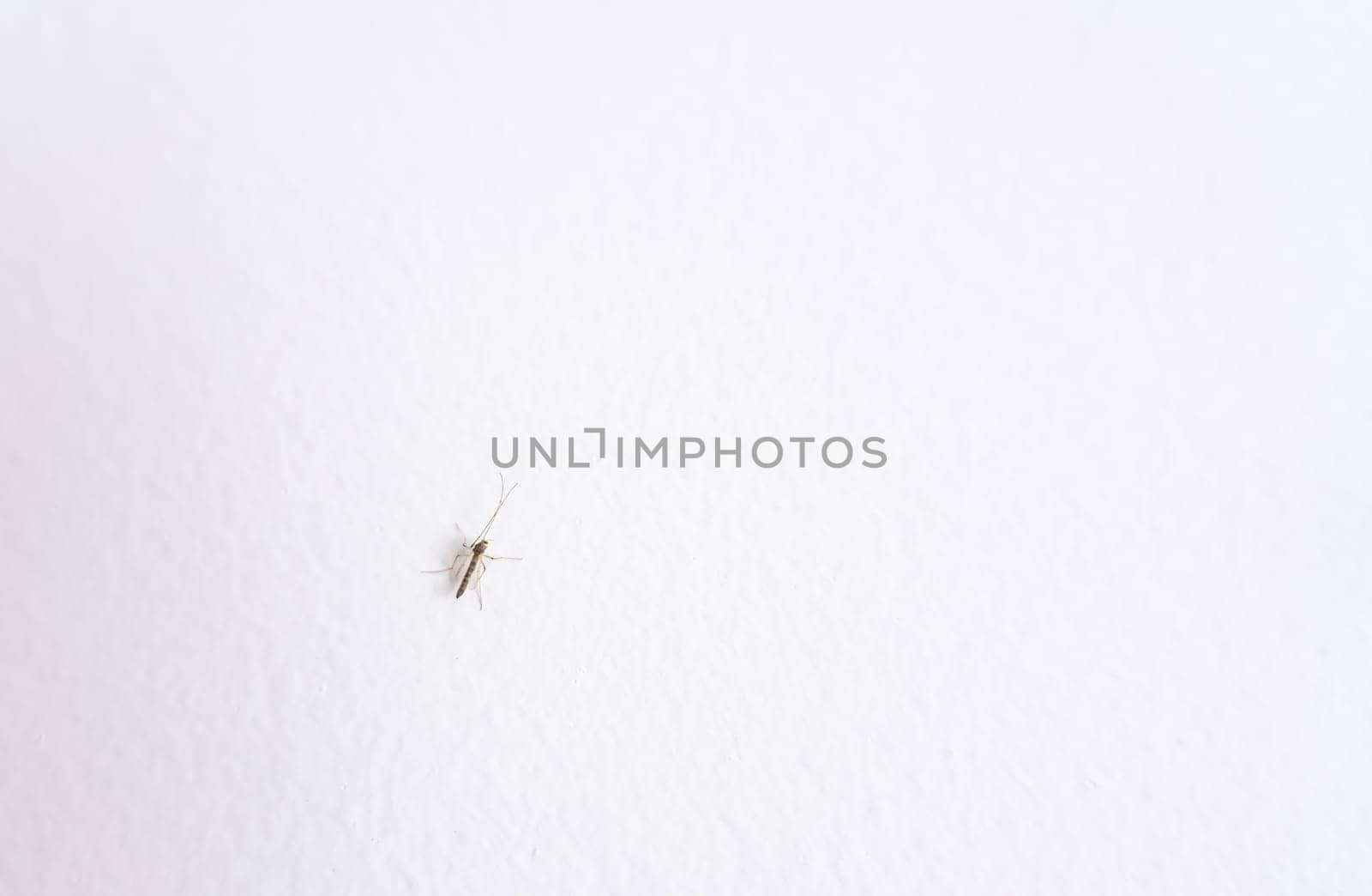 Fear the terror of the night, a mosquito waiting to bite on a white wall. Perfect for text space. Get ready to scratch!