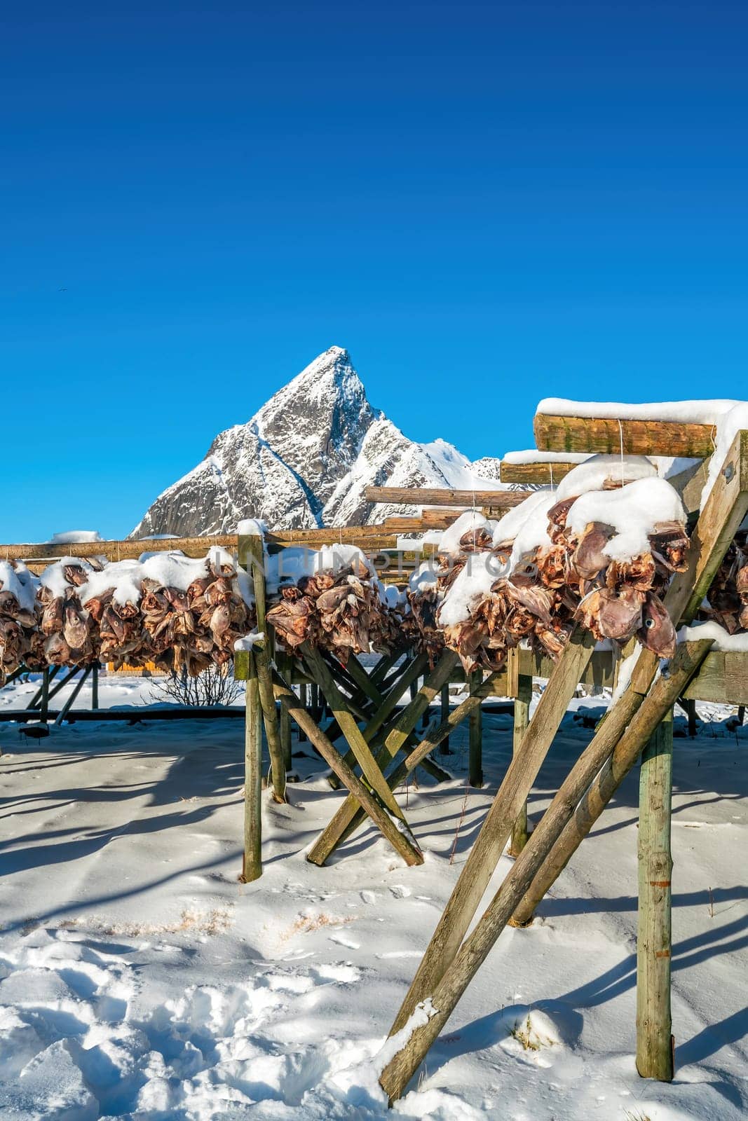 Arctic cod at Lofoten in Norway, Europe with blue sky