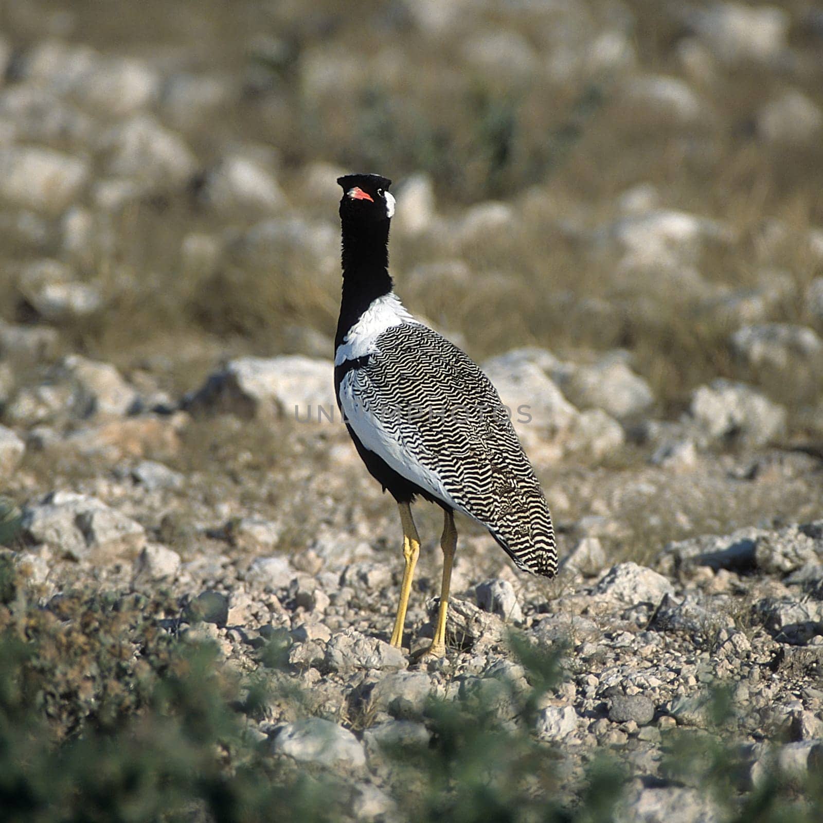 Northern Black Korhaan by Giamplume