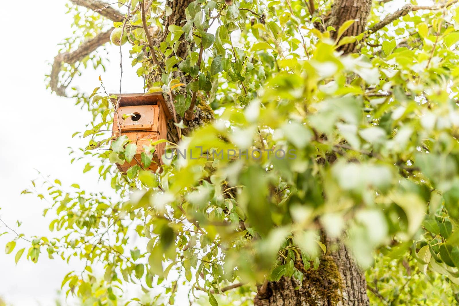 Focus on a wooden birdhouse hanging from a tree