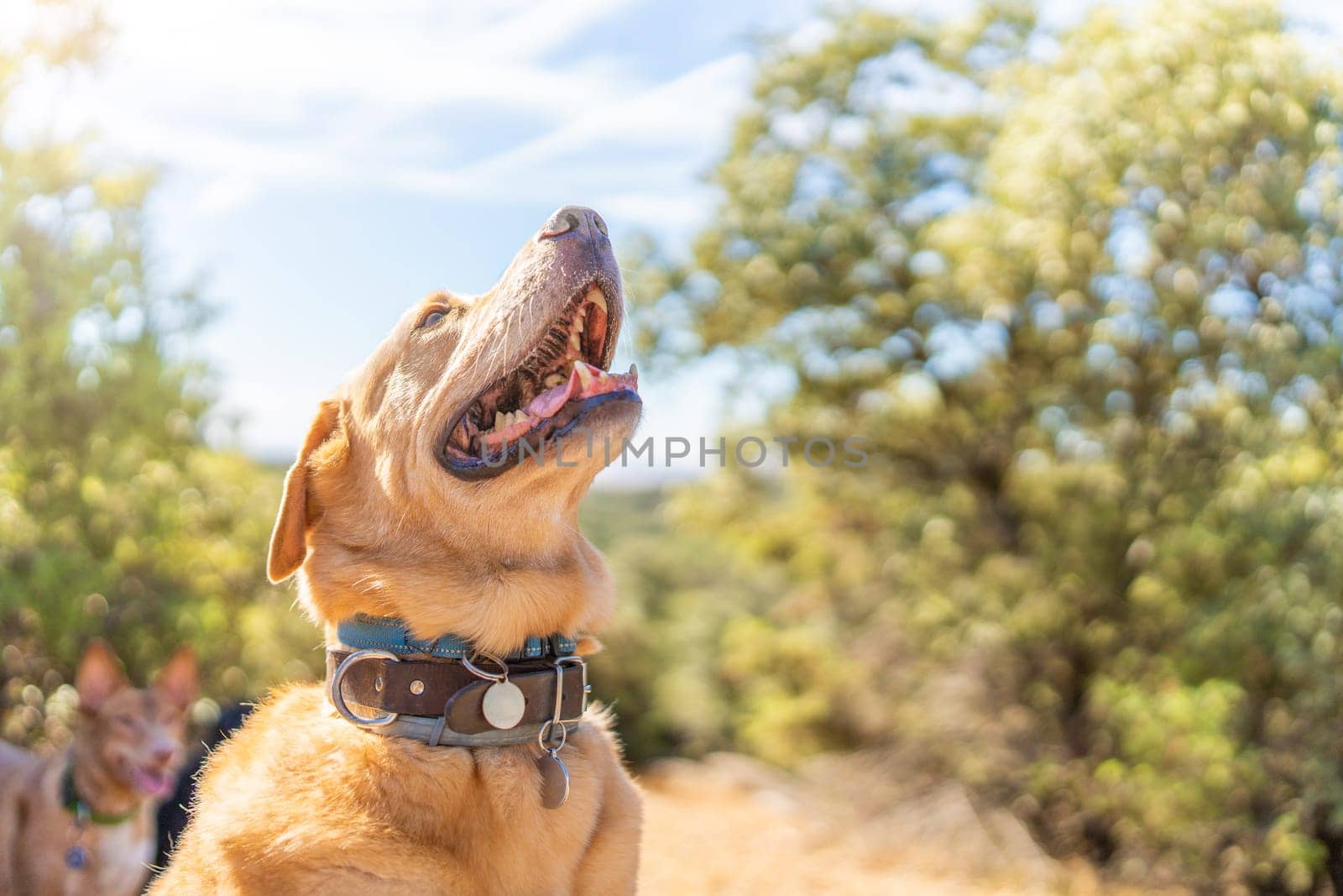 Photo with selective focus ion a Labrador retriever dog looking up next to other dog in the forest. Copy space.