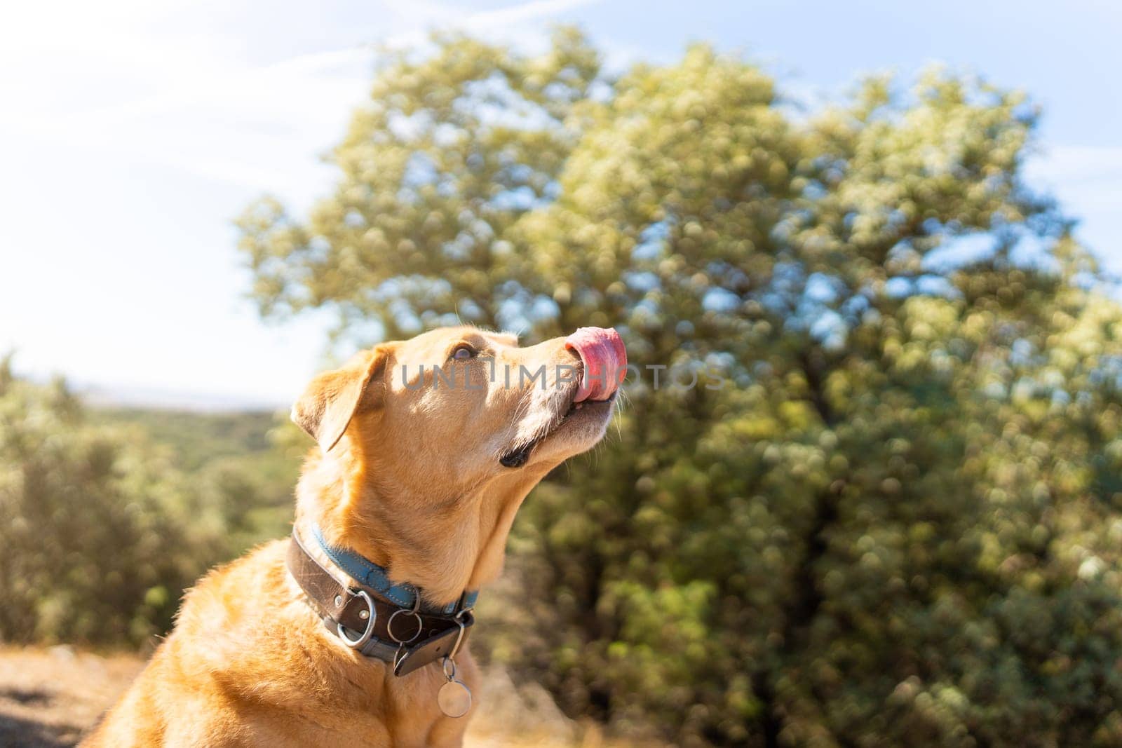 Portrait of a Labrador retriever with a blue collar licking his lips while looking at another dog in the mountain. Copy space.