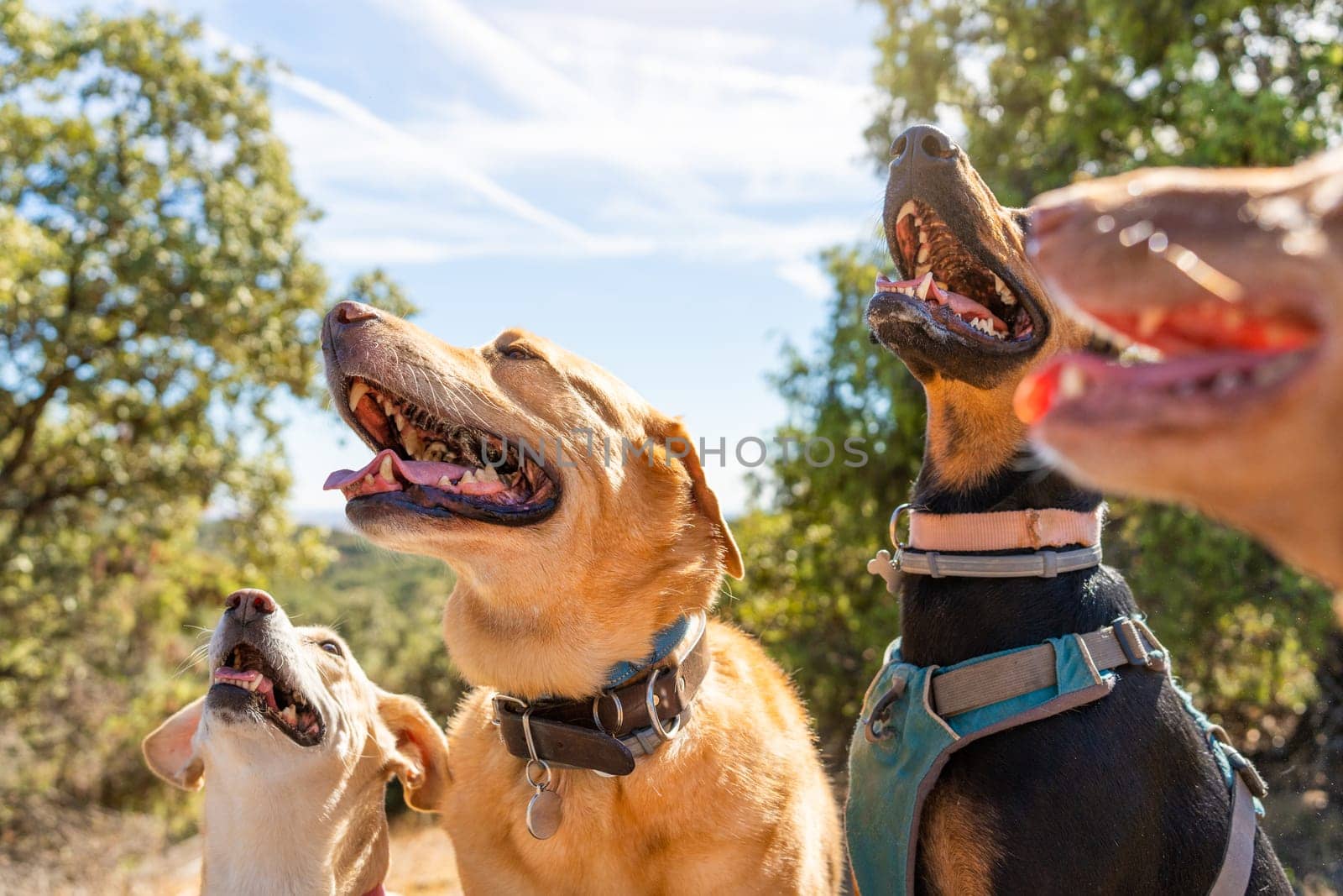 Several dogs of different breeds facing the same direction in the middle of the mountain.