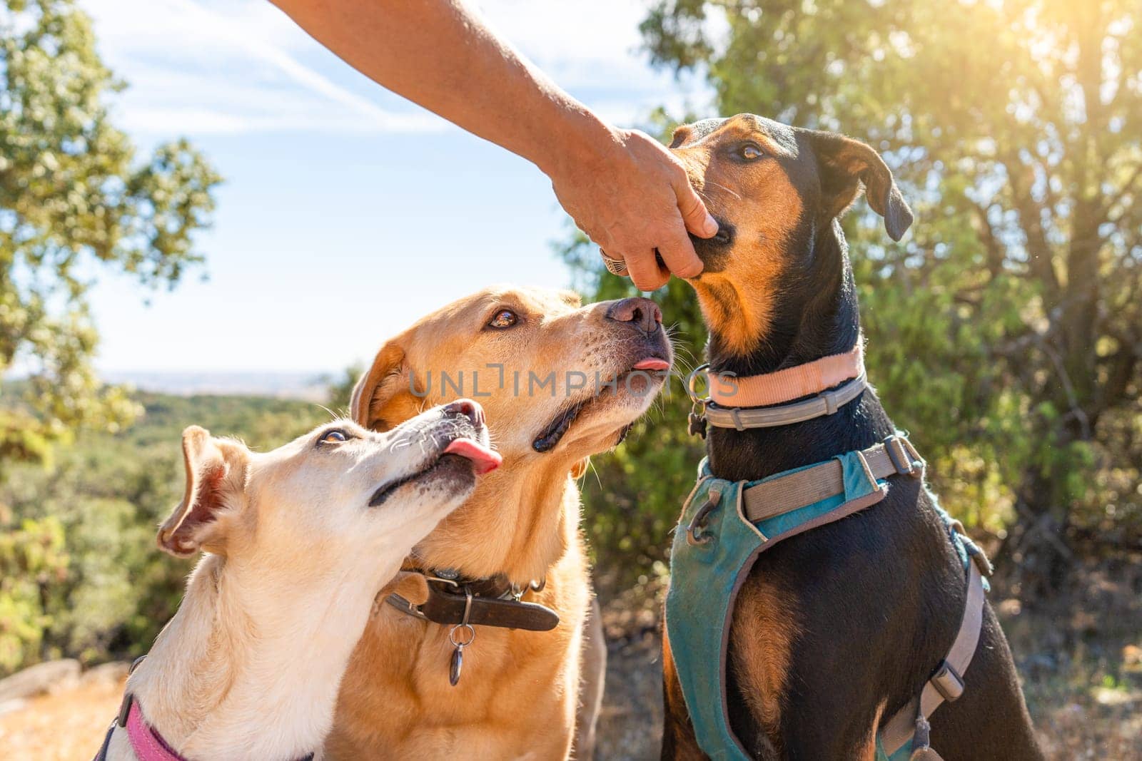 Group of dogs eating from the hand of their owner in the forest by ivanmoreno