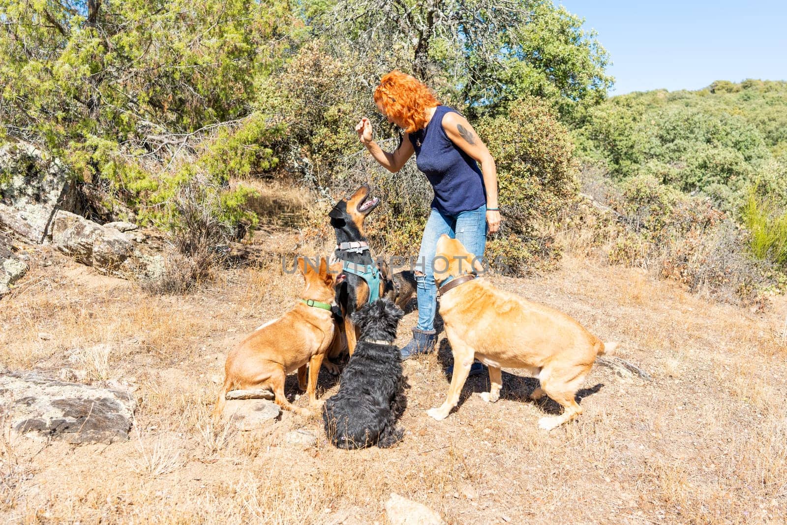 Caucasian adult woman surrounded by dogs as she gives them edible treats in the middle of the mountains