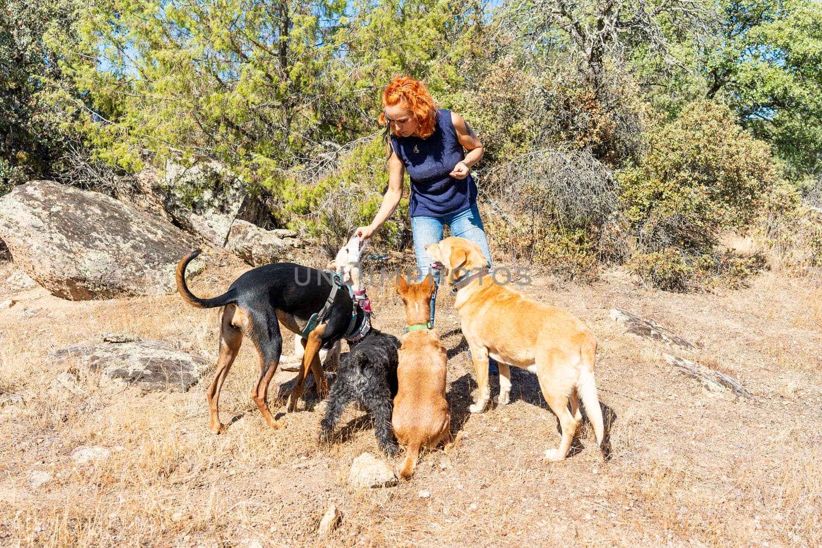 Caucasian woman surrounded by dogs as she gives them edible treats during a trekking in the mountain