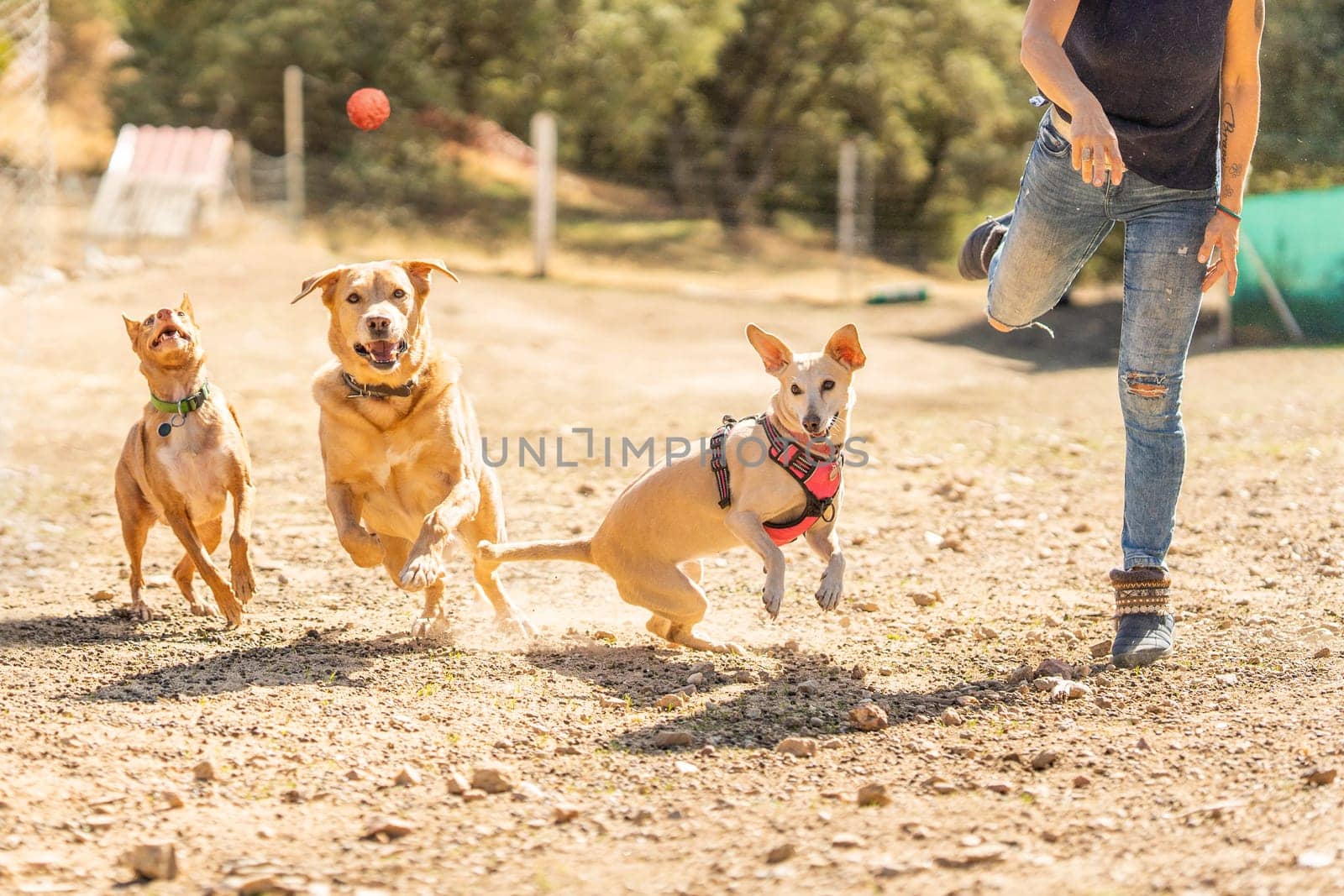 Owner throwing a ball to several dogs to play in a park by ivanmoreno