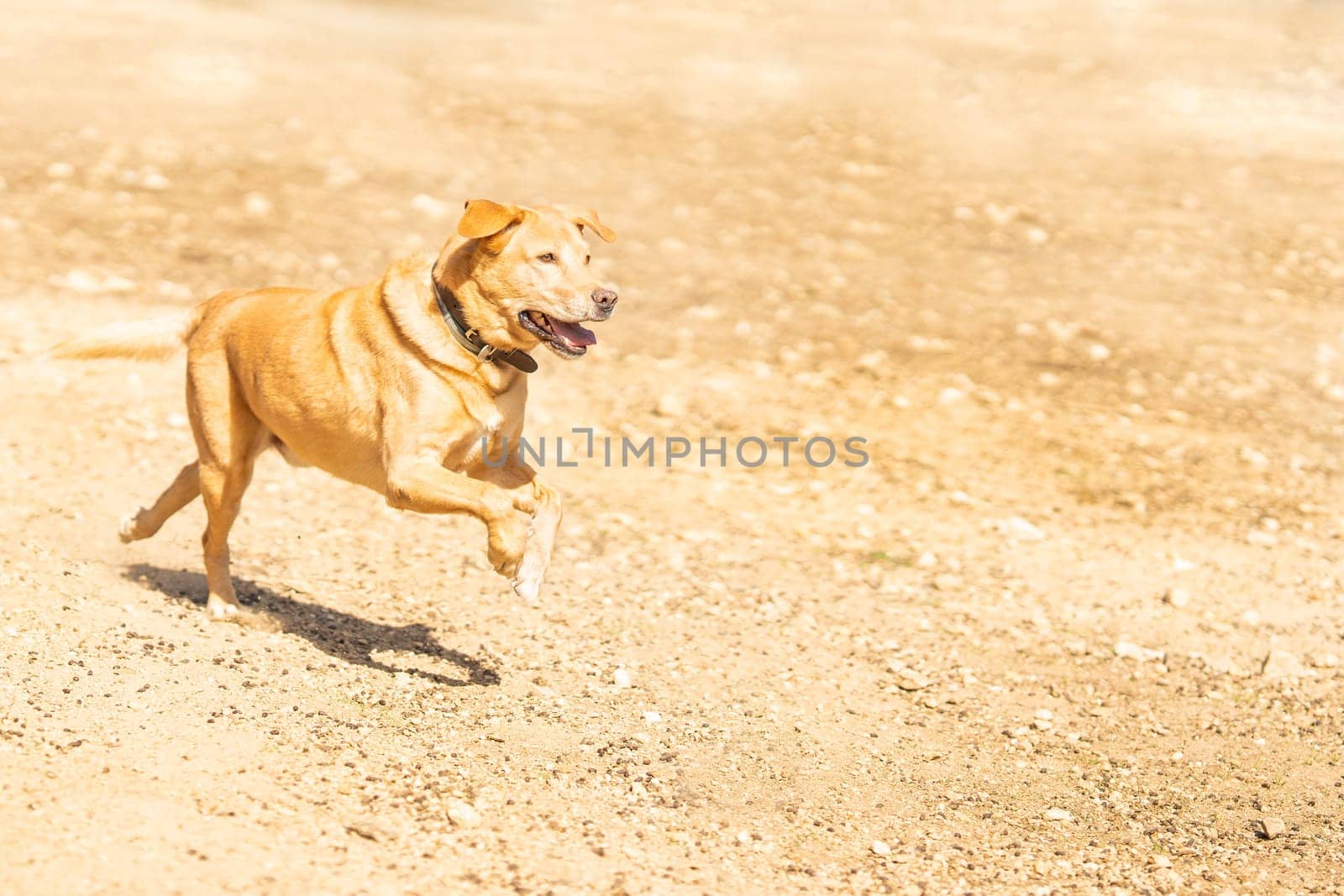 Portrait of a Labrador dog breed running after a ball in a park in a sunny day. Copy space.