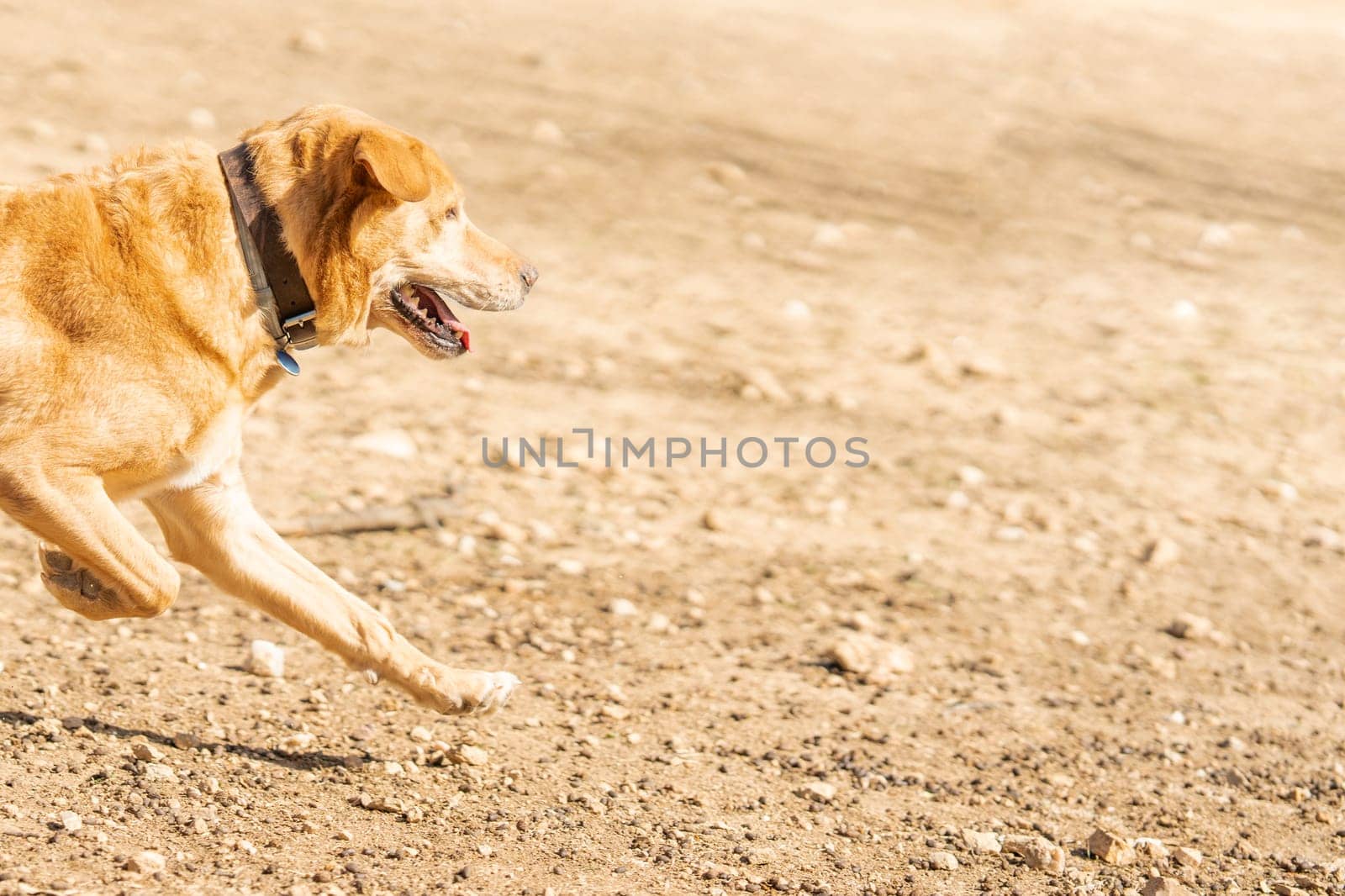 Cropped photo with motion of a labrador dog breed running to chase a ball in a park. Copy space.