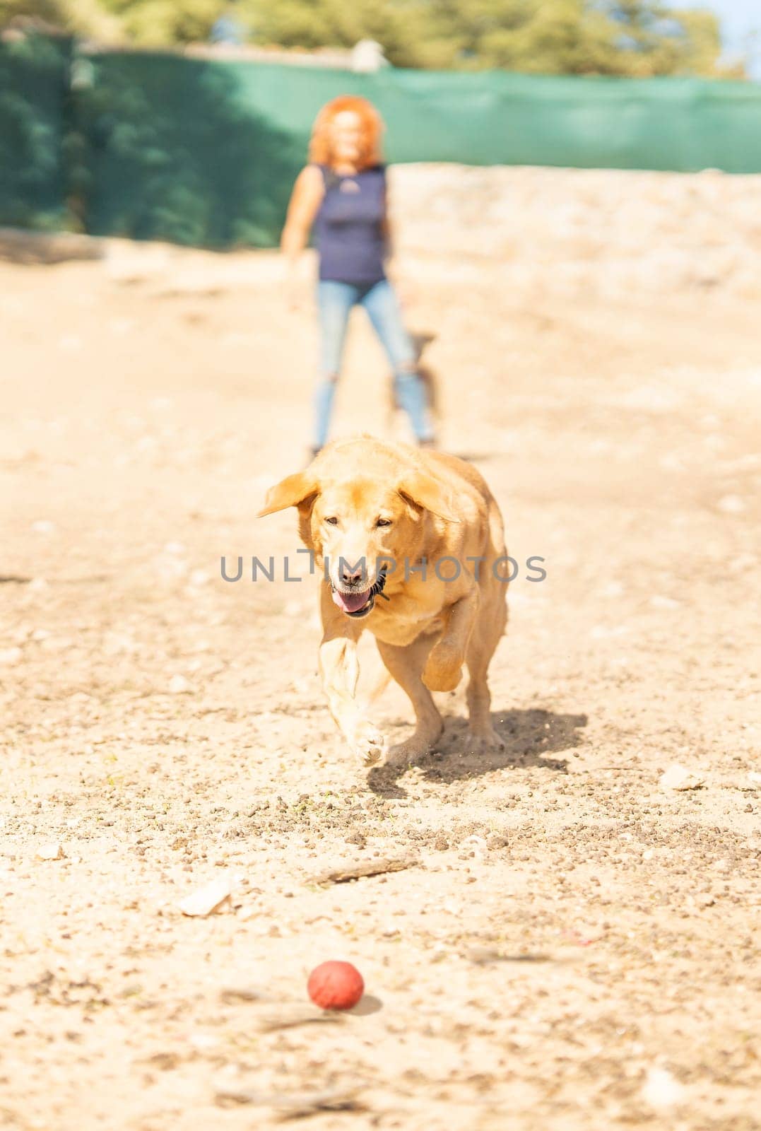 Vertical photo of a female owner throwing a ball to a labrador dogs to play in a park