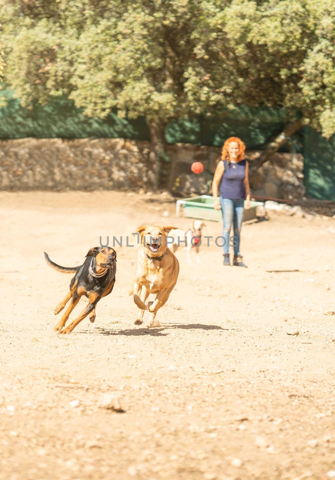 Vertical photo with motion of dogs playing with a ball thrown to them by their owner in the park