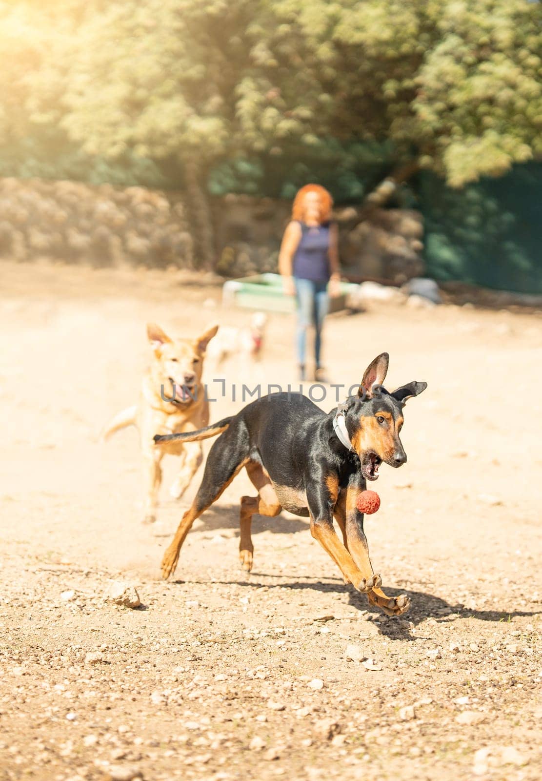 Vertical photo with motion of a dog with open mouth about to chase a dog while playing in a park