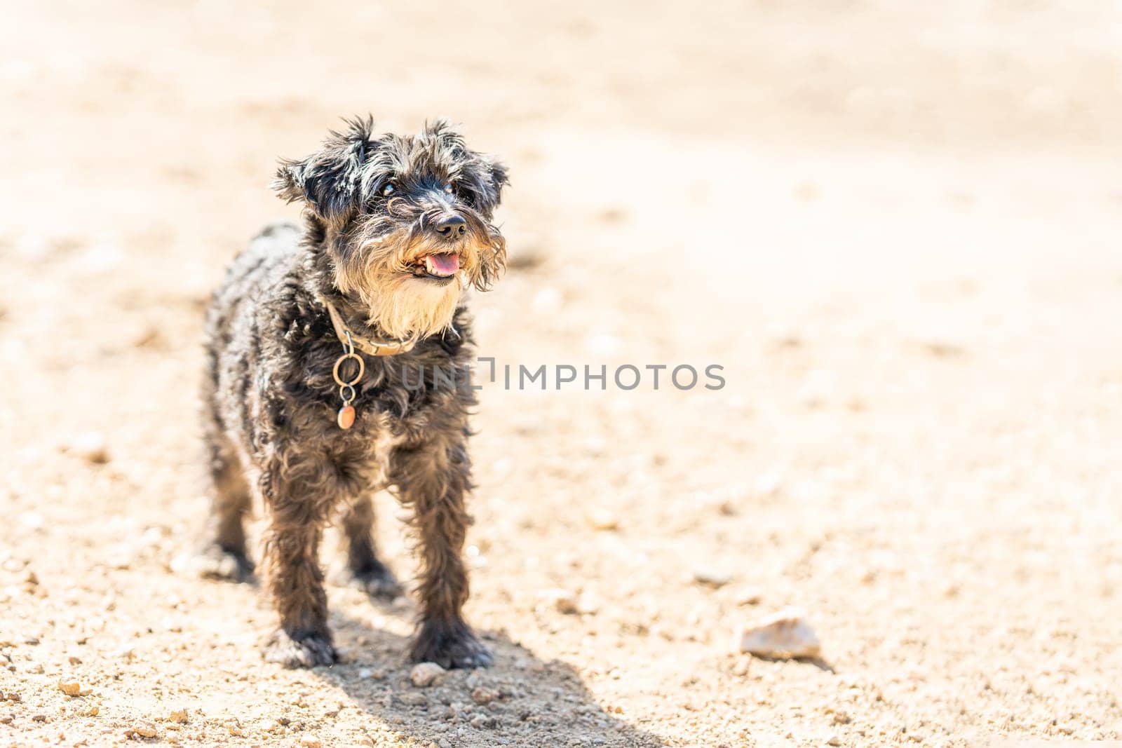 Portrait with copy space of a Schnauzer breed dog standing on a sandy park in a sunny day. Copy space.