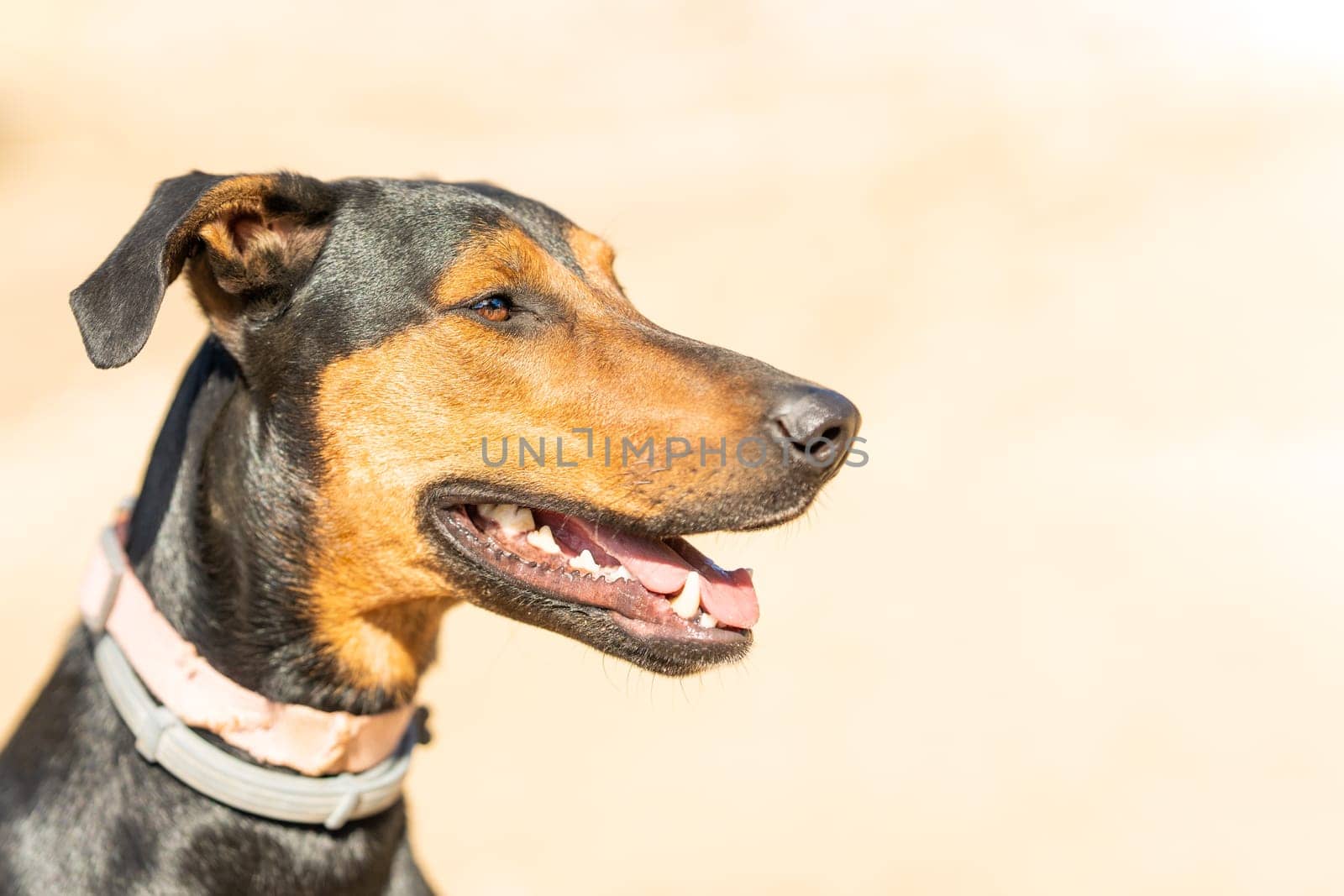 Profile of a beauty doberman mongrel standing in a sandy park in a sunny day. Copy space.