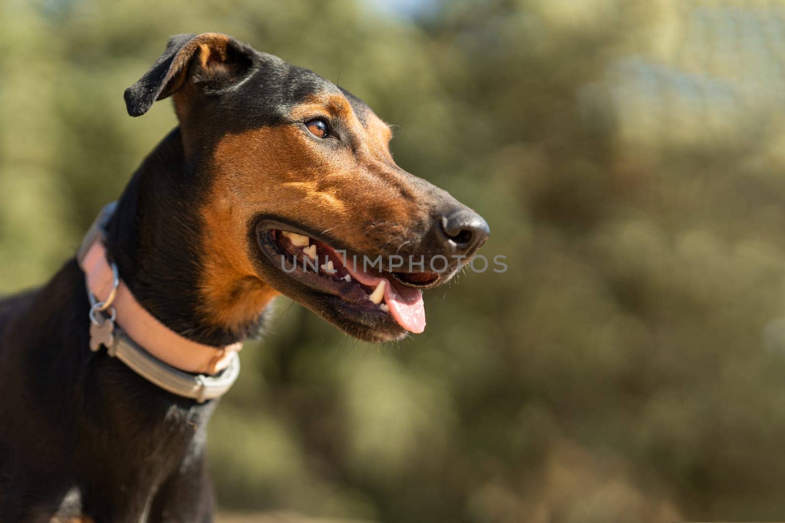 Portrait with copy space and selective focus on a mongrel doberman in alert position. Copy space.