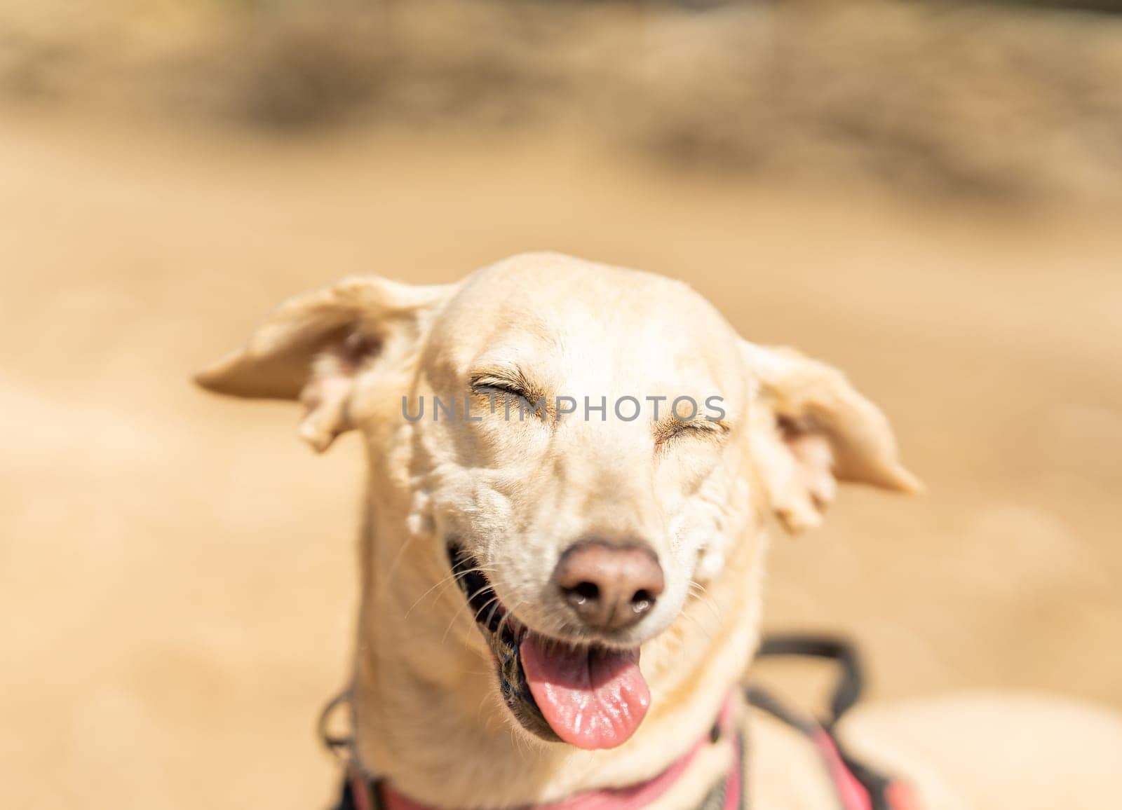 Close up portrait of a Podengo and labrador mongrel dog laughing in a park