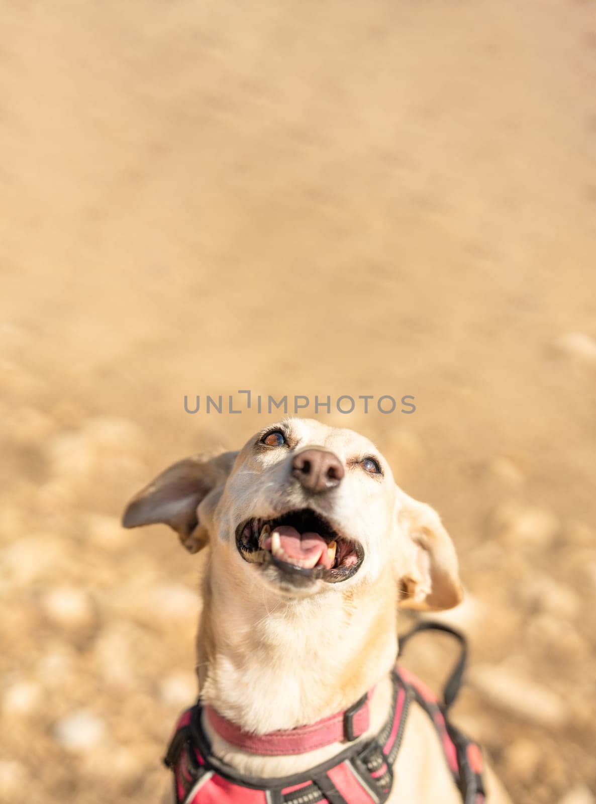 Vertical portrait with copy space and focus on a cute small dog looking up in a park