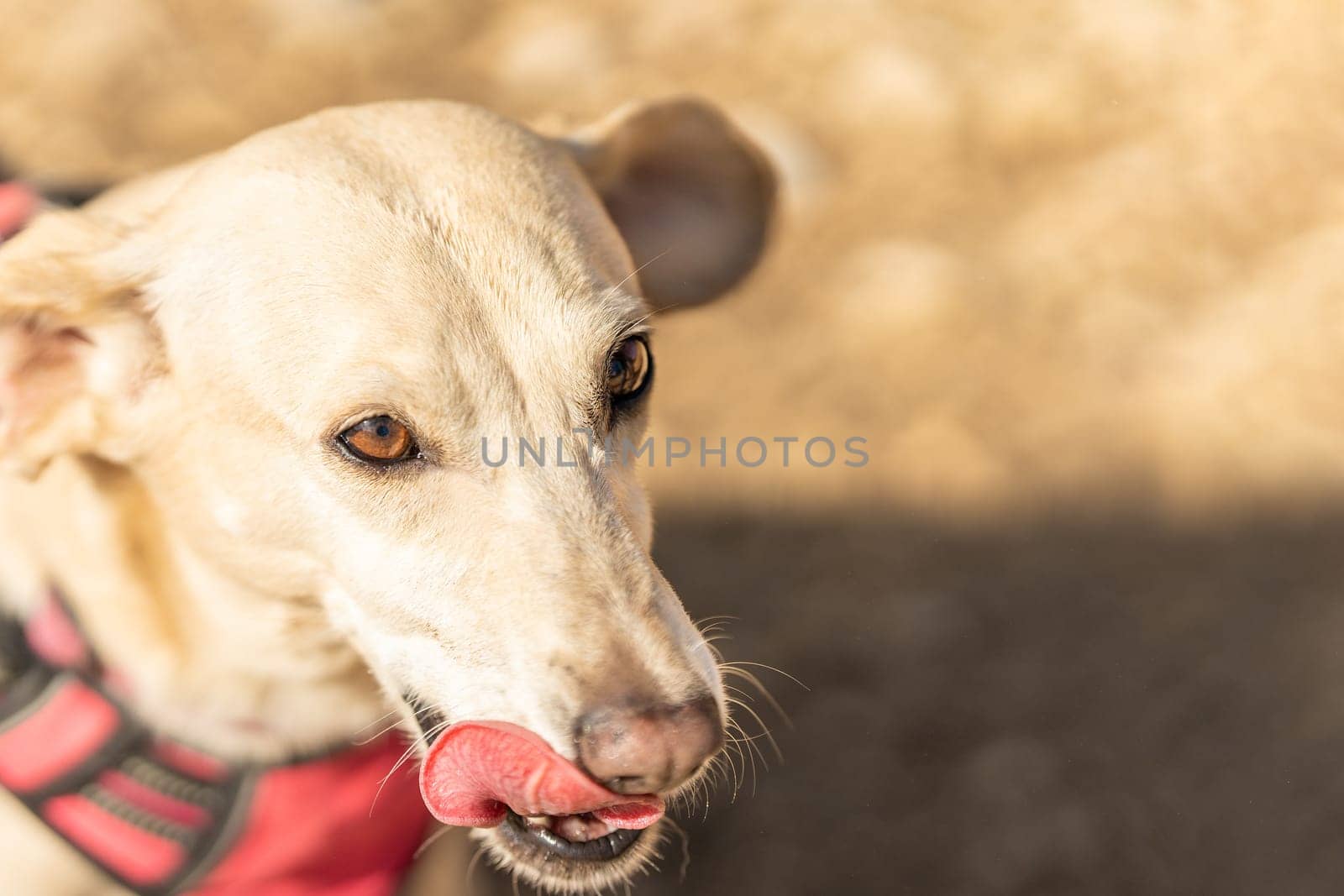 Portrait with copy space of a small dog with red harness licking his lips in a sandy park in a sunny day