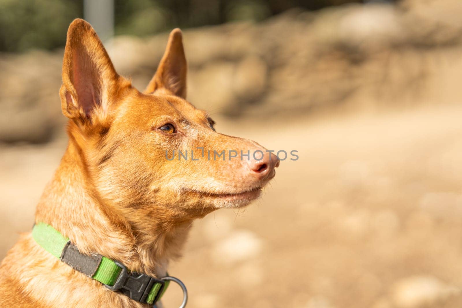 Portrait with copy space and selective focus of a podengo dog in a park in a sunny day