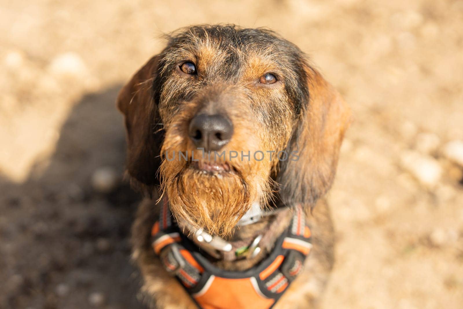 Portrait of a Dachshund Breed dog looking up in a sandy park in a sunny day