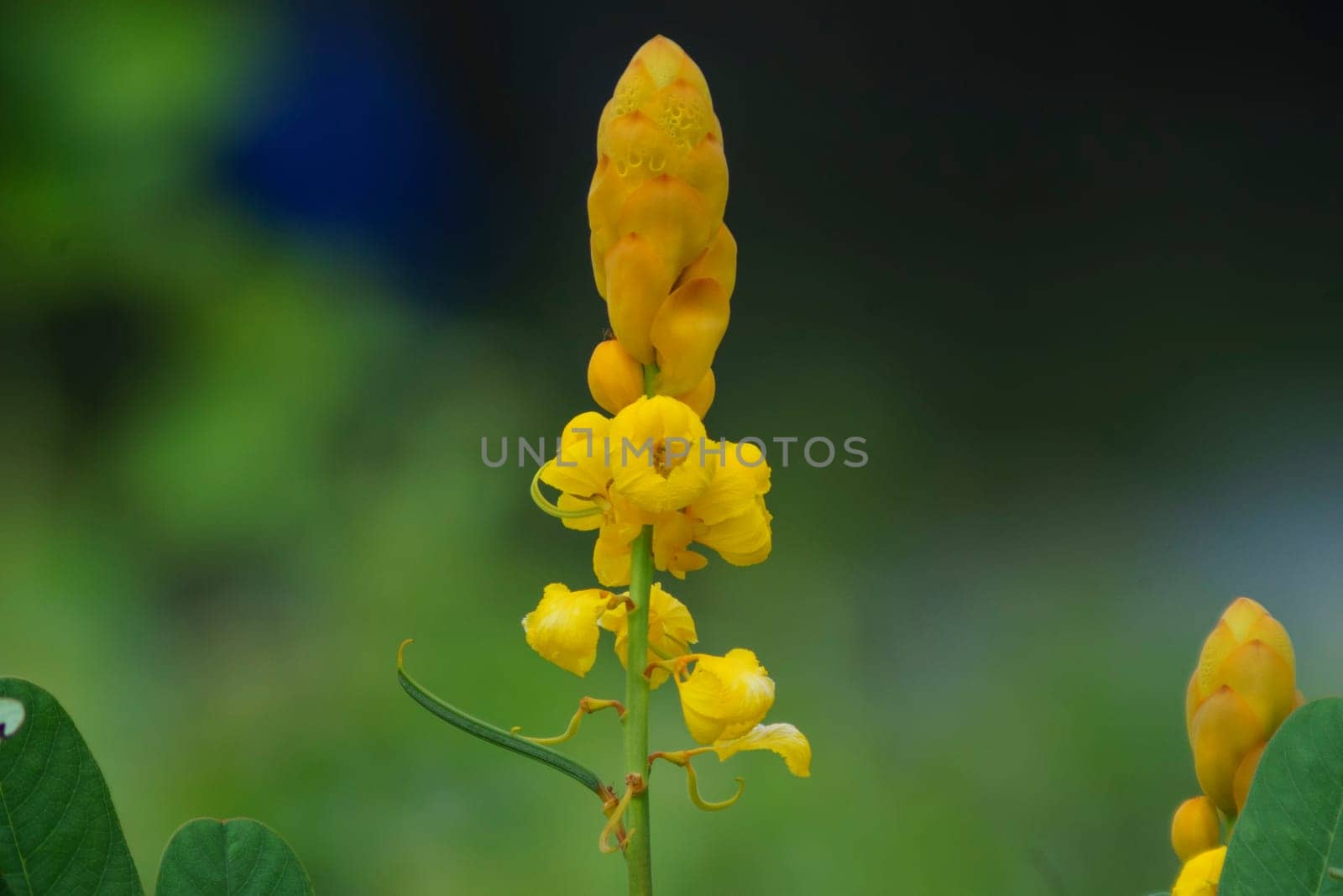 Ketepeng China or Senna alata and also known as candle bush. The medicinal flower.