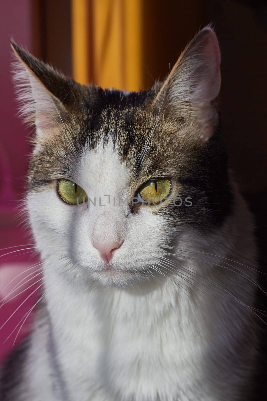 White gray domestic shorthair cat close up . by electrovenik