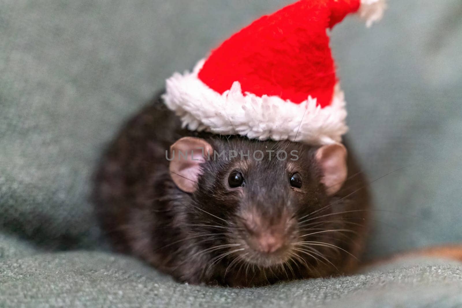 Rat Santa hat. Symbol of the Chinese New Year. Funny black rat Dumbo in a red santa checker on a green background