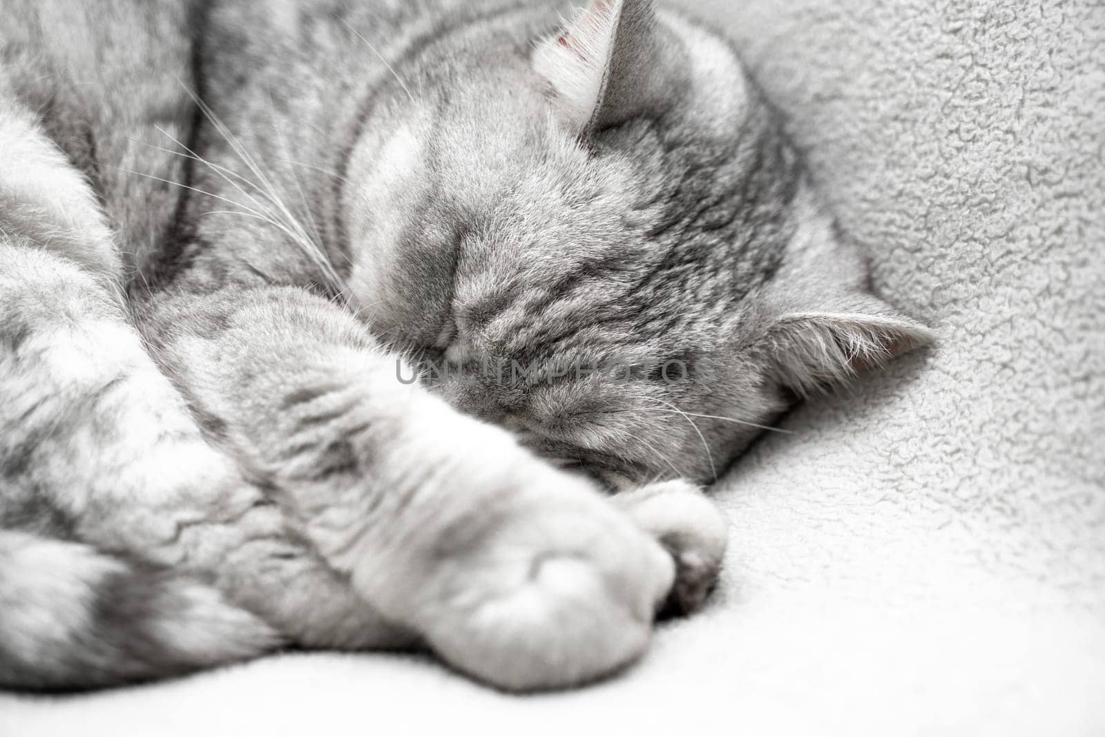 scottish straight cat is sleeping. Close-up of the muzzle of a sleeping cat with closed eyes. Against the backdrop of a light blanket. Favorite pets, cat food