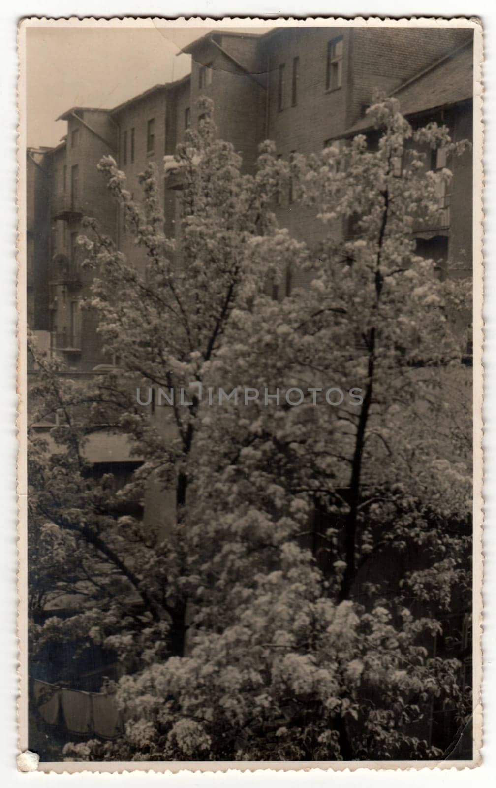 Vintage photo shows view from window at blooming trees. Retro black and white photography. by roman_nerud