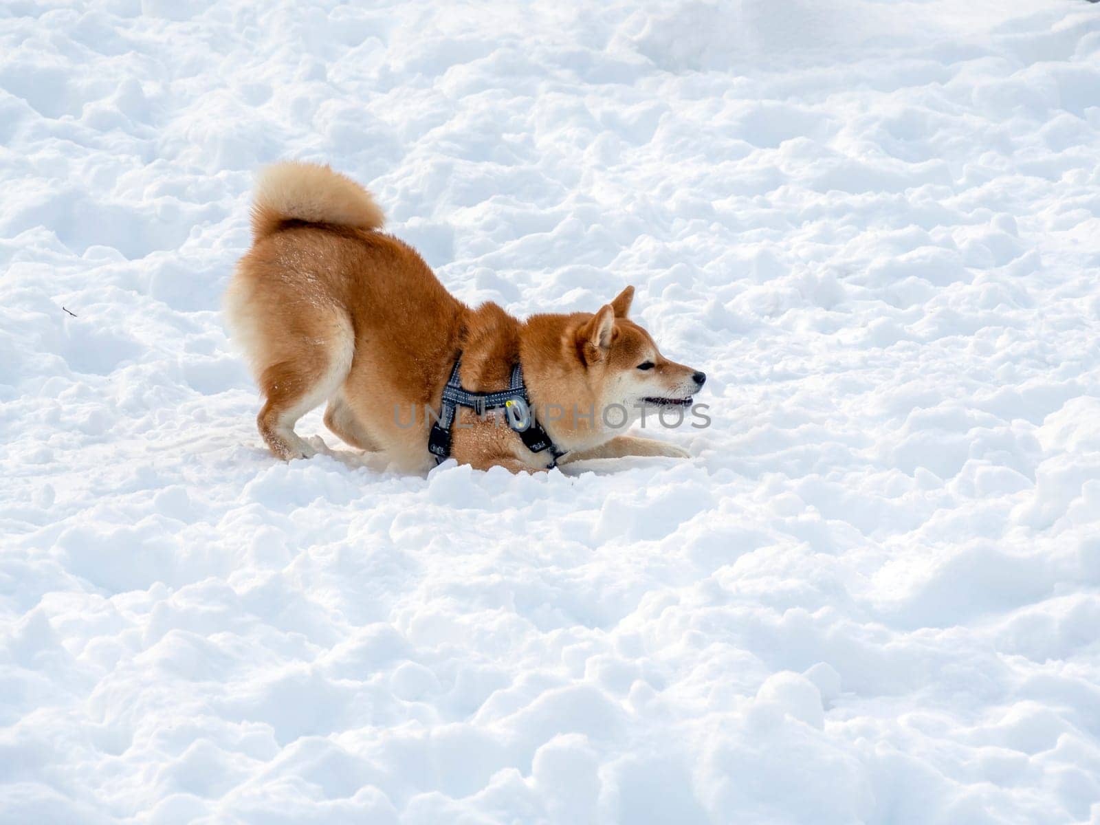 Japanese red coat dog is in winter forest. Portrait of beautiful Shiba inu male standing in the forest on the snow and trees background. High quality photo. Walk in winter