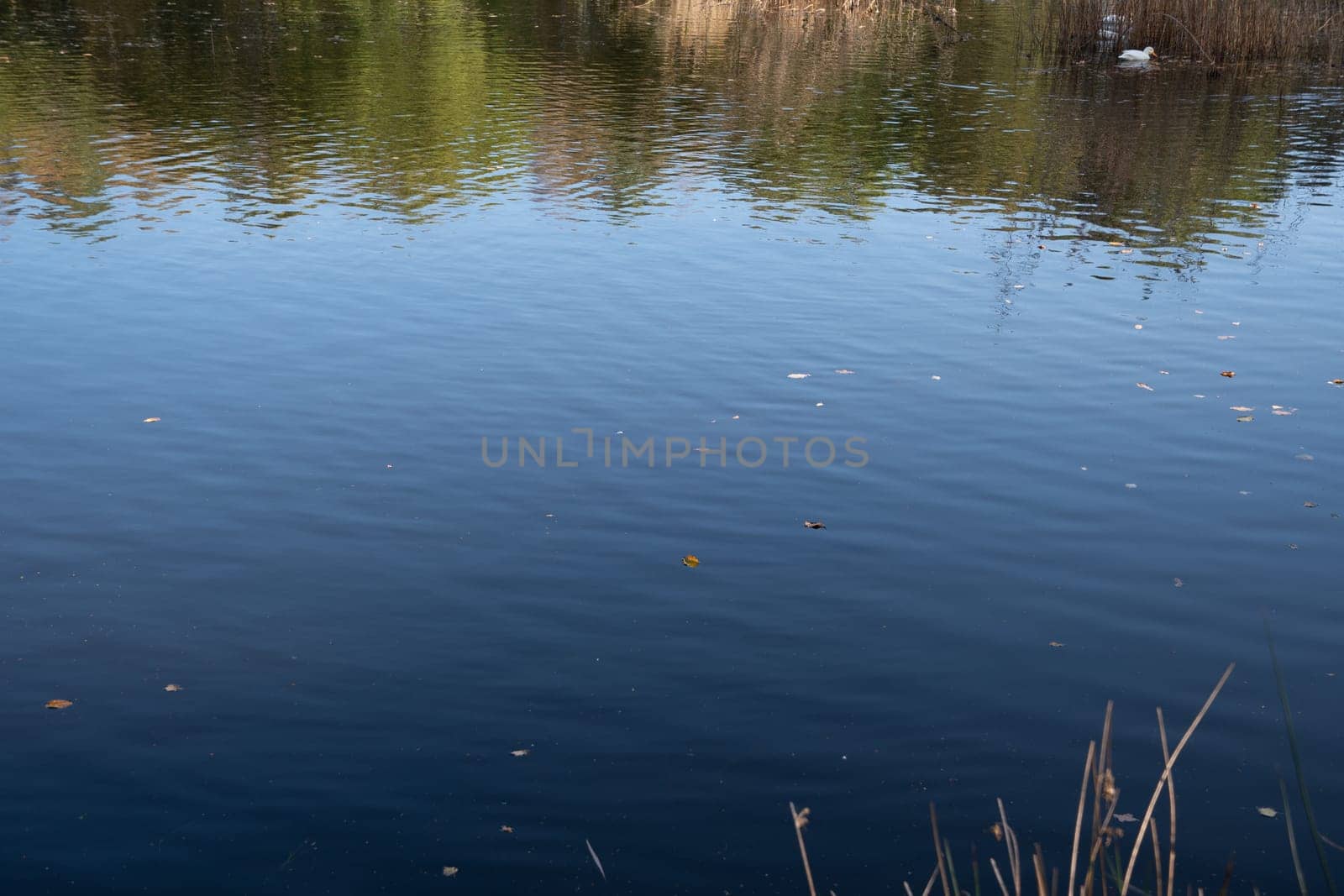 A scenic view of a flock of white ducks swimming in a lake reflecting green plants on the shore, Waterfowl swim in the reeds to the shore, wildlife protectionHigh quality photo