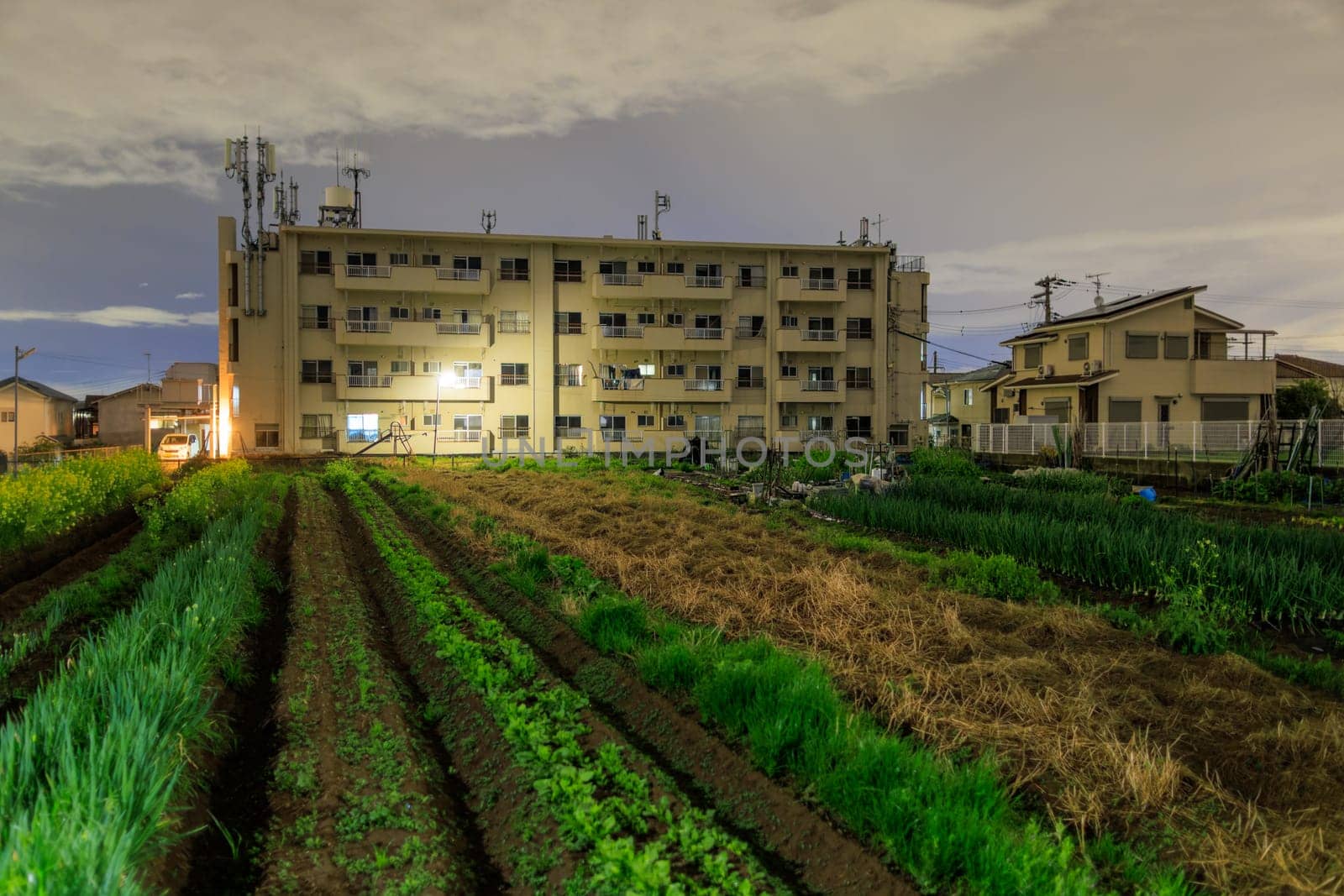 Rows of green vegetables in field on small farm by apartment building at night by Osaze