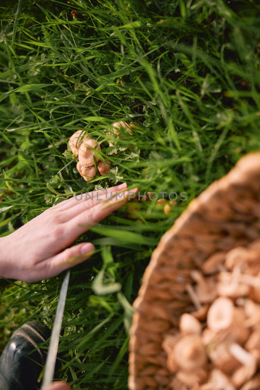 woman picking mushrooms in the meadow. High quality photo
