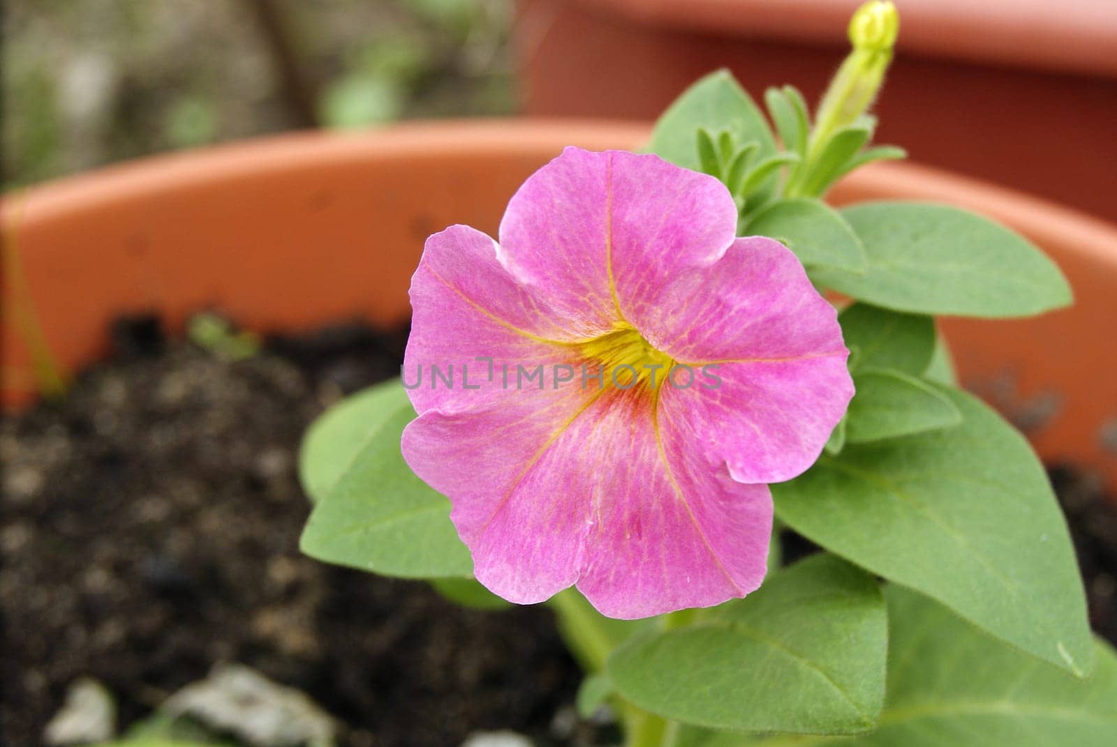 Pink petunia in bloom. Petunia flowers in a garden pot