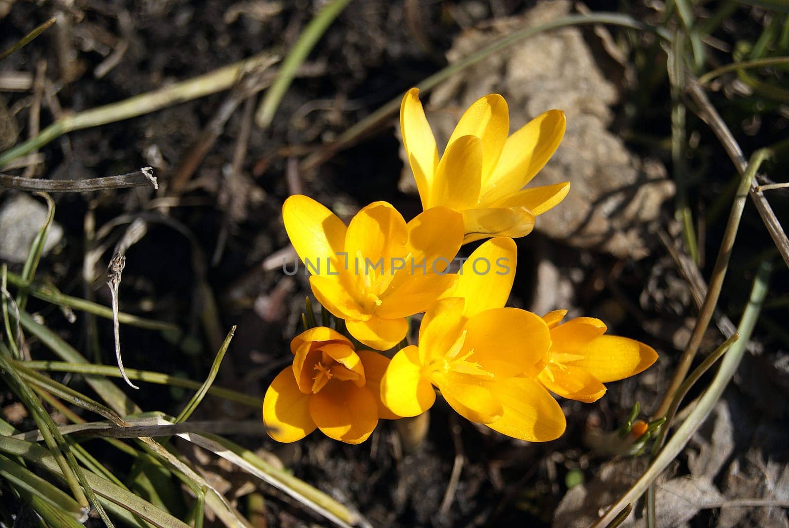 Spring primroses. Blooming crocuses in a meadow. Crocuses as a symbol of spring. Flowering yellow Crocus. The Iris Family.First spring flowers blooming on the loan.
