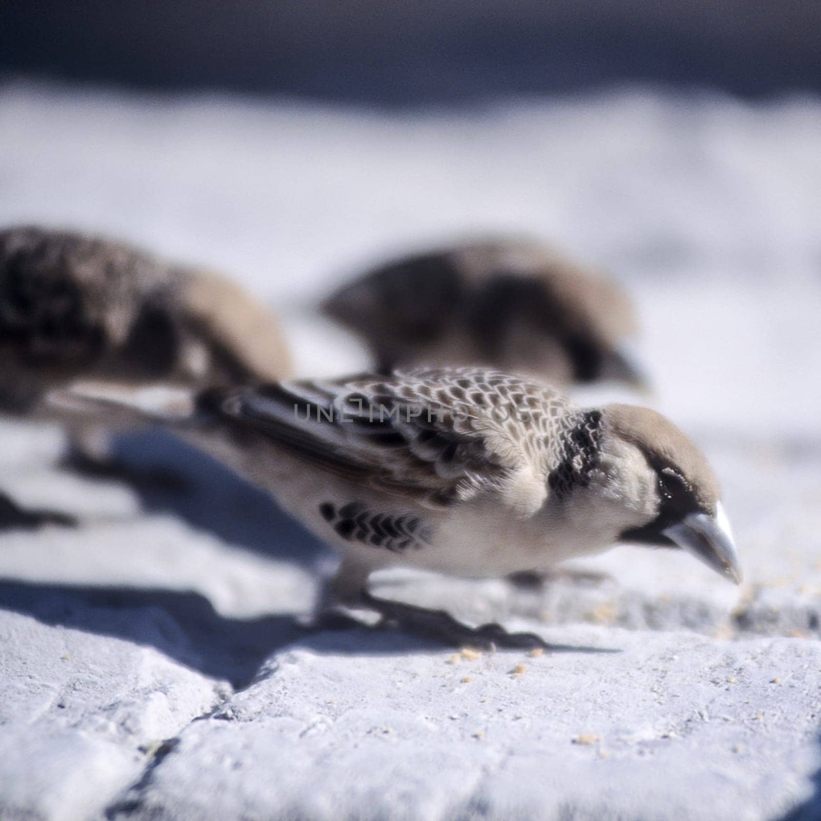 Sociable Weaver (Philetairus socius), Etosha National Park, Oshikoto, Namibia, Africa