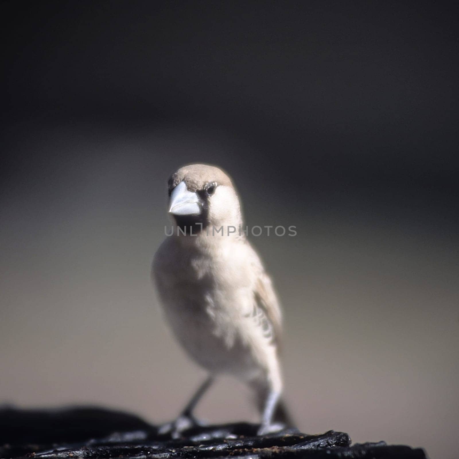 Sociable Weaver by Giamplume