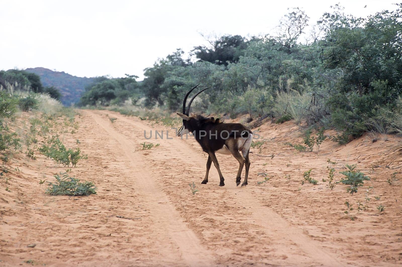Sable Antelope, (Hippotragus niger), Africa, Namibia, Otjozondjupa, Waterberg Plateau Park