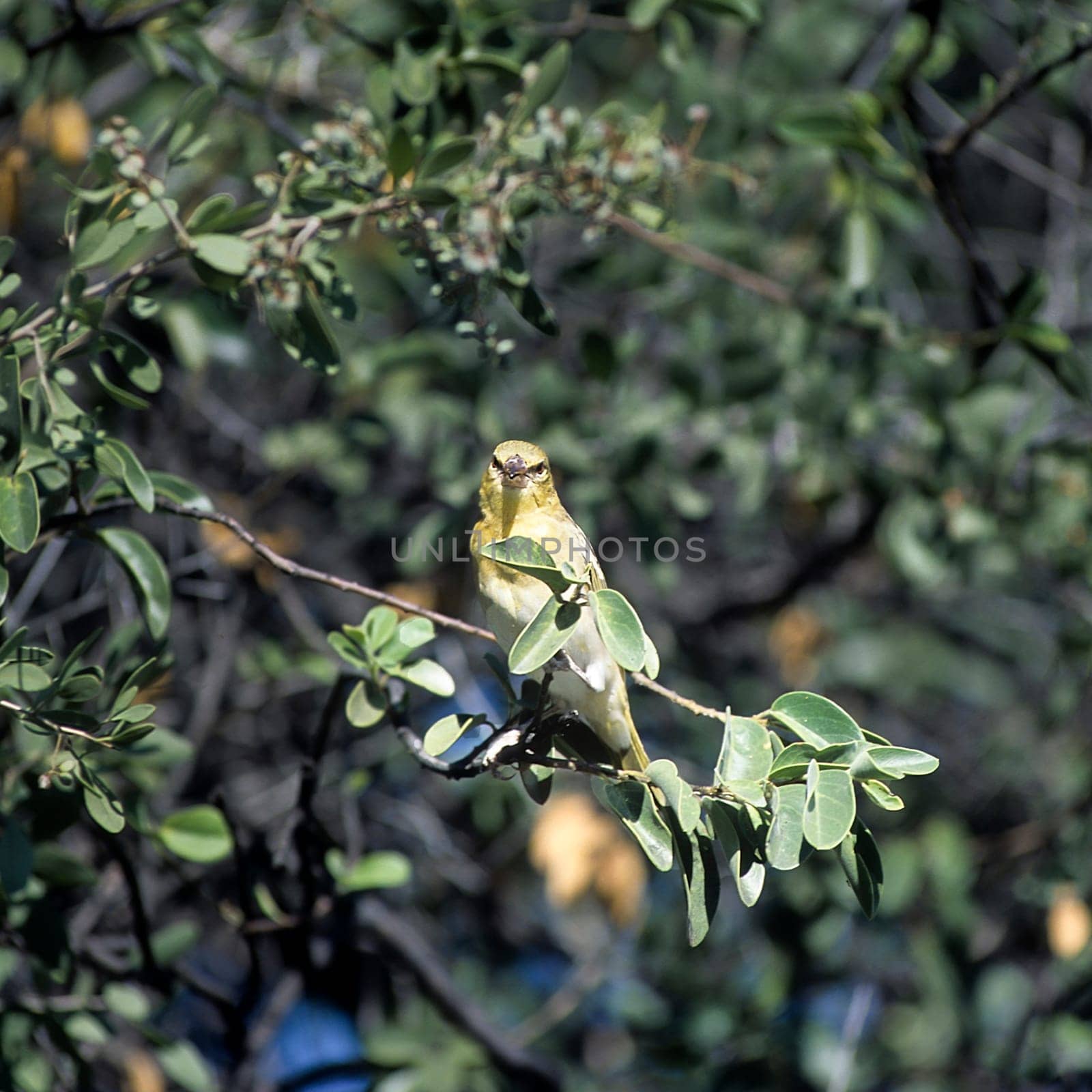 southern masked weaver or African masked weaver (Ploceus velatus) is a resident breeding bird species common throughout southern Africa. Africa, Namibia, Oshikoto, Etosha National Park