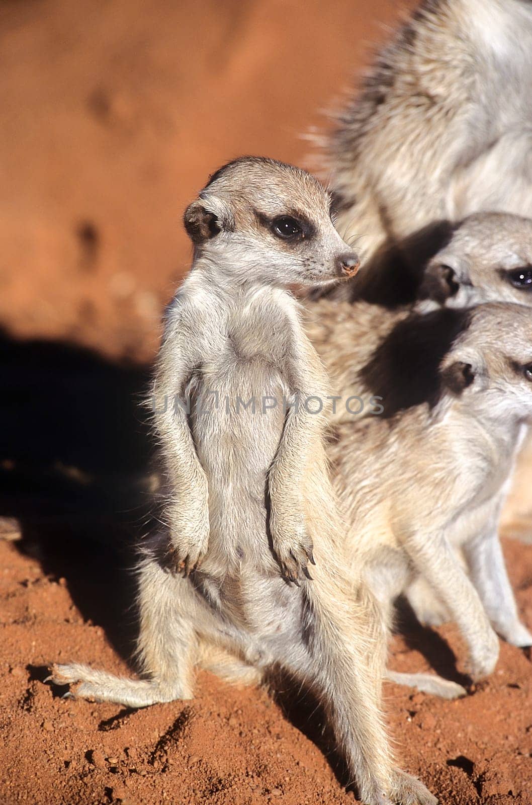 Suricate (Suricata suricatta), Africa, Namibia, Hardap, Kalahari